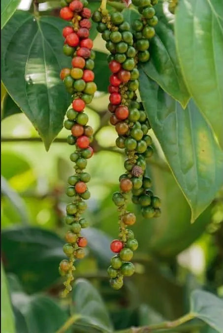 Penja White Pepper PGI refill